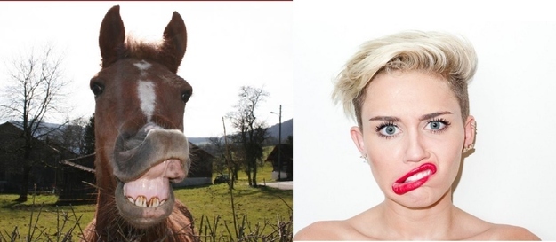 Horses VS Miley Cyrus  Nailed it 15