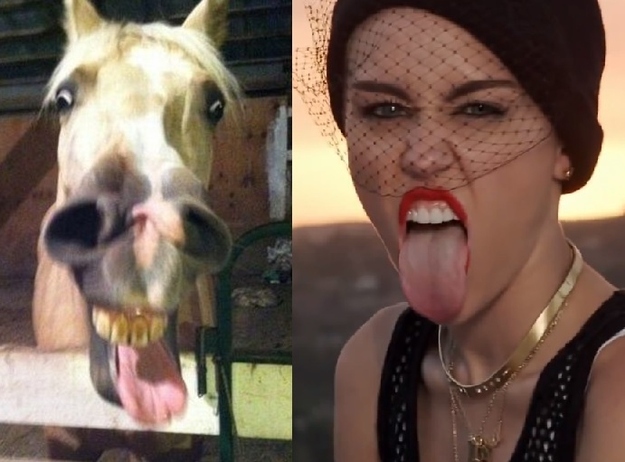 Horses VS Miley Cyrus  Nailed it 4