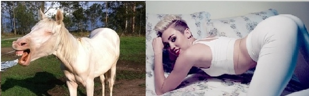 Horses VS Miley Cyrus  Nailed it 6