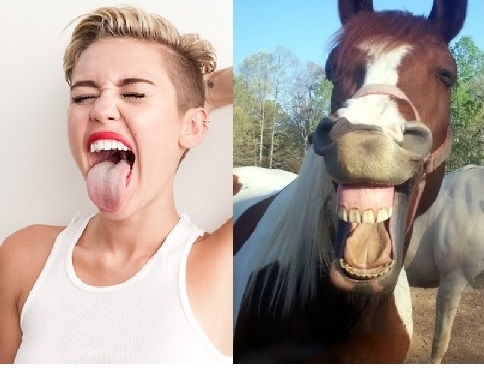Horses VS Miley Cyrus  Nailed it 7