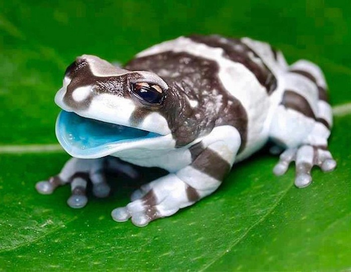 This is the Amazon Milk Frog