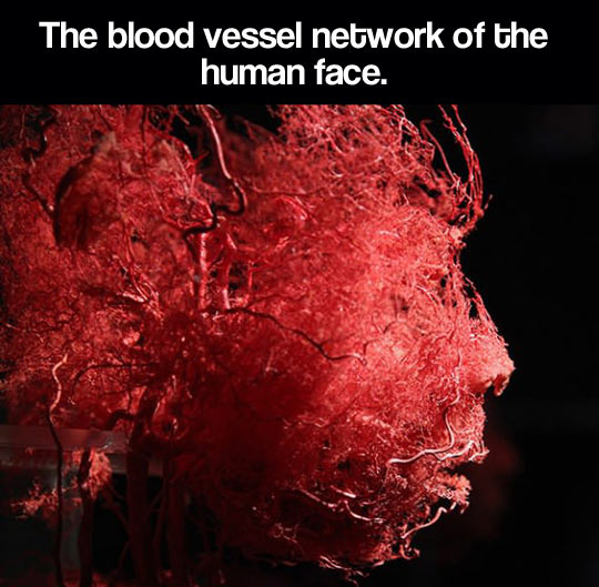 cool-blood-vessel-network-human-face