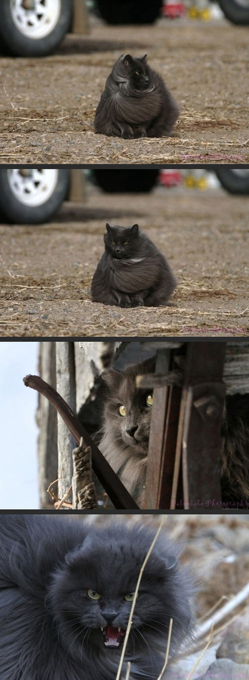 cool-cat-fluffy-running-angry