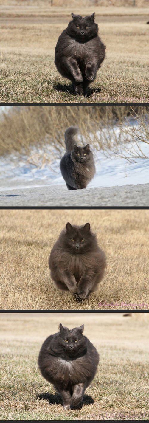 cool-cat-fluffy-running