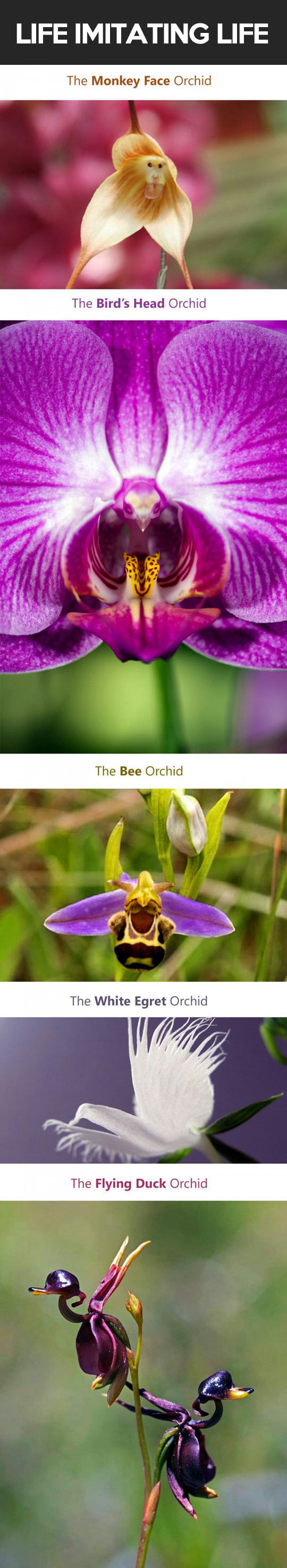 cool-flowers-imitating-nature-animals-orchid