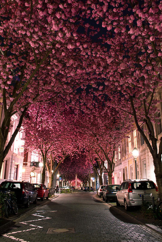 The awesome blossomed trees in Bonn, Germany…