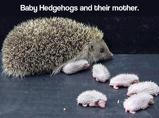 Newborn Baby Hedgehogs And Mom,Whats The Best Gin On The Market