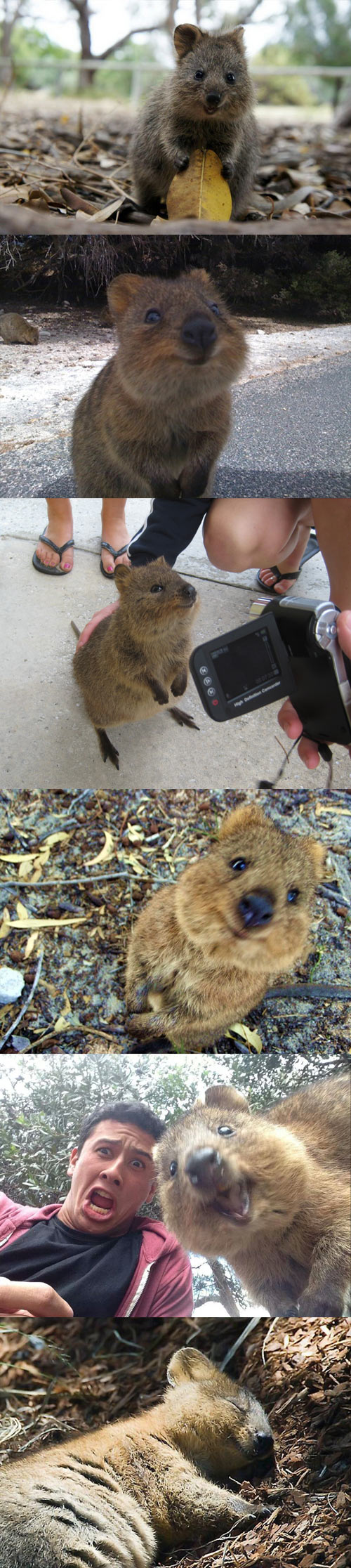 The happiest animal in the world, meet the quokka…