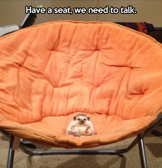funny-Hedgehog-small-seat-orange