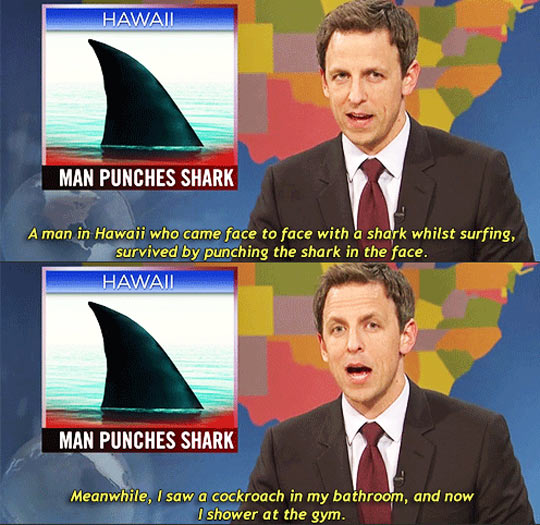 Man punches shark…