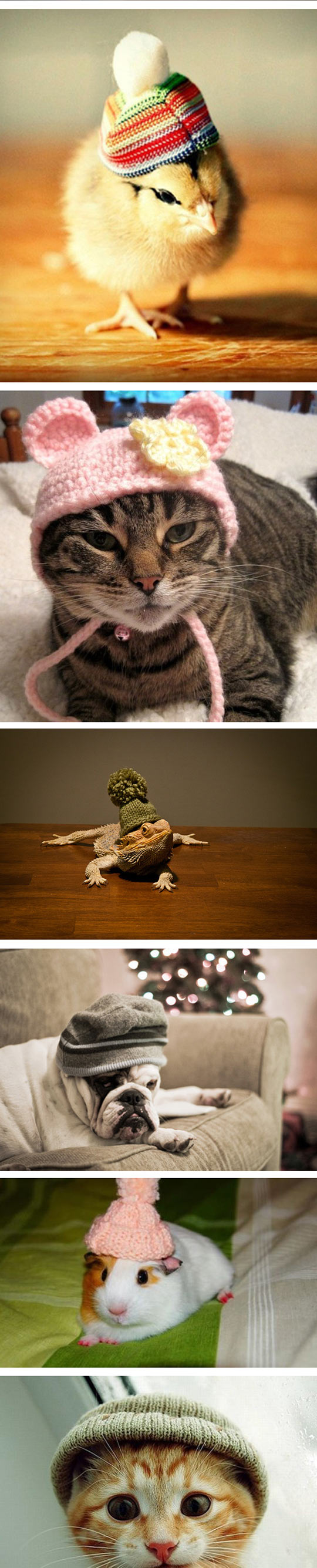 funny-animals-wearing-beanies-compilation-hipster-cat