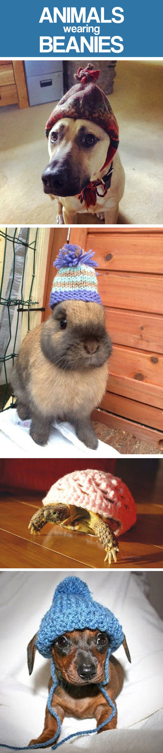 funny-animals-wearing-beanies-compilation