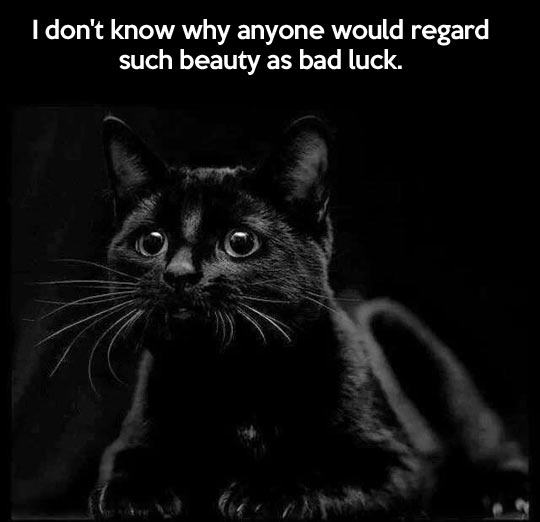 funny-black-cat-cute-luck