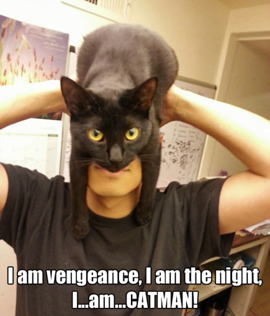 funny-cat-Batman-costume-mask-disguise