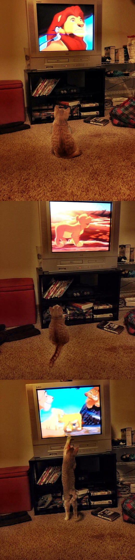 Everyone loves The Lion King…