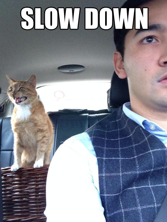 funny-cat-drive-shouting-car-slow-down