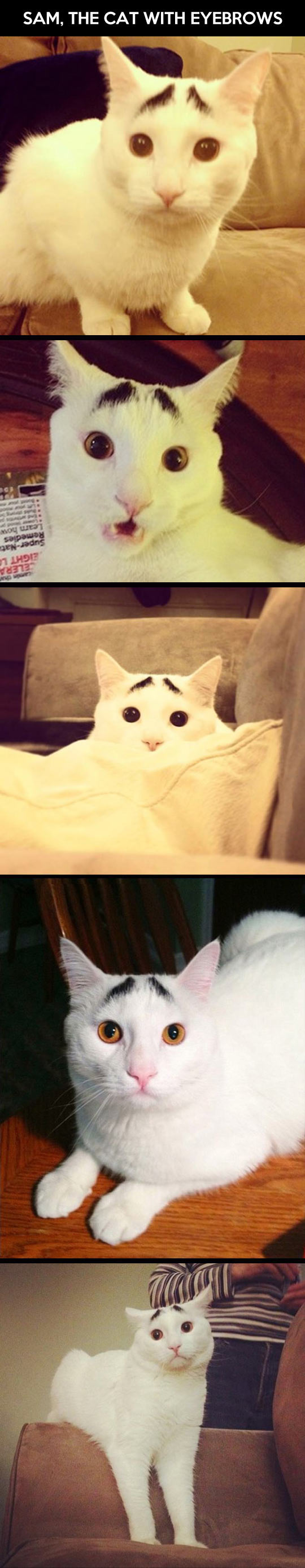 The cat with eyebrows…
