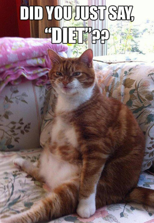 What do you mean diet?