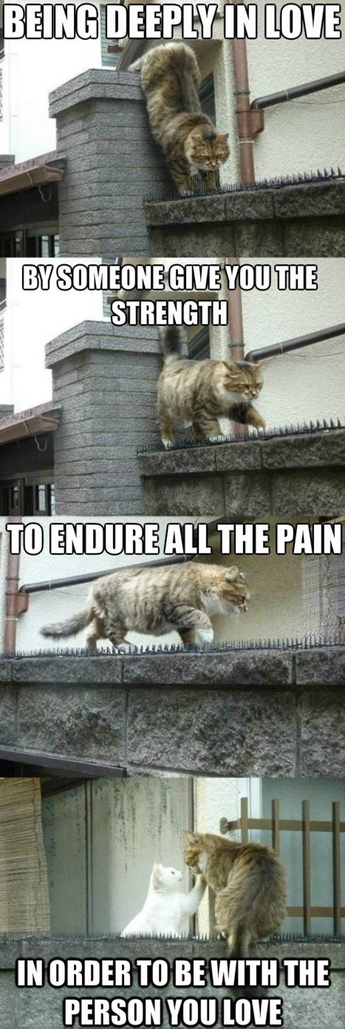 funny-cat-strong-romantic-love
