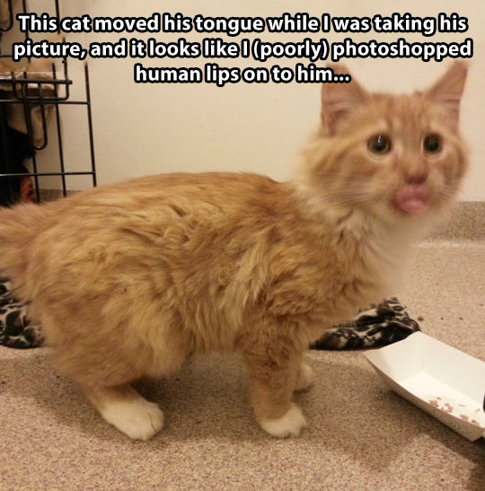 funny-cat-tongue-human-lips