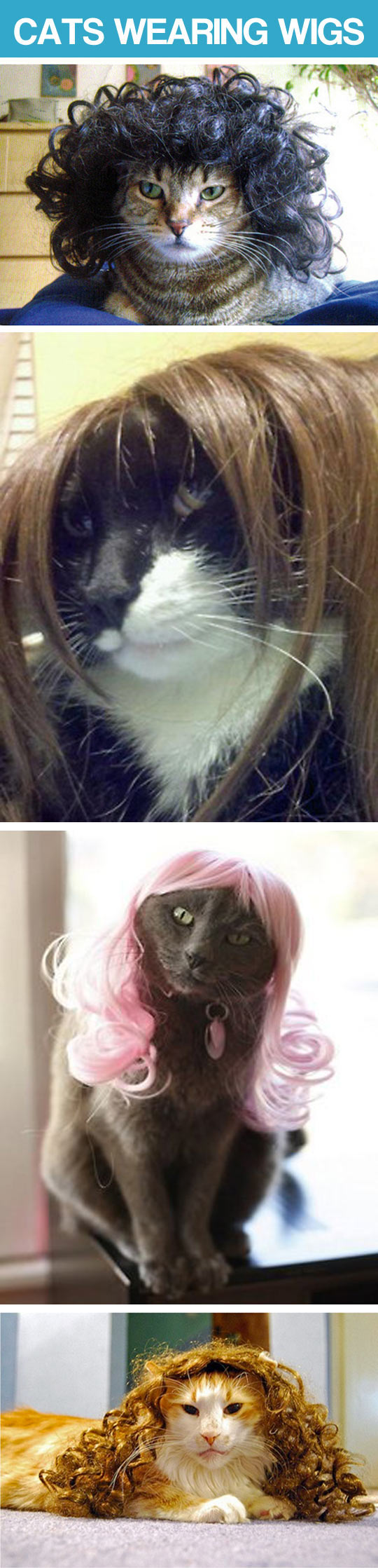 funny-cats-wearing-wigs-compilation
