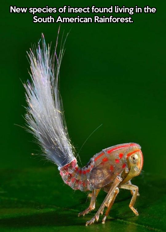 It’s called the Planthopper…