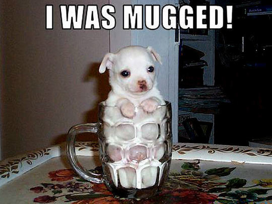 Mugged puppy…