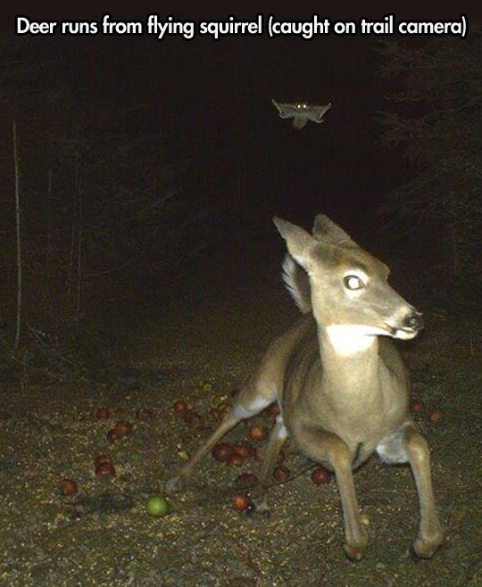funny-deer-running-flying-squirrel