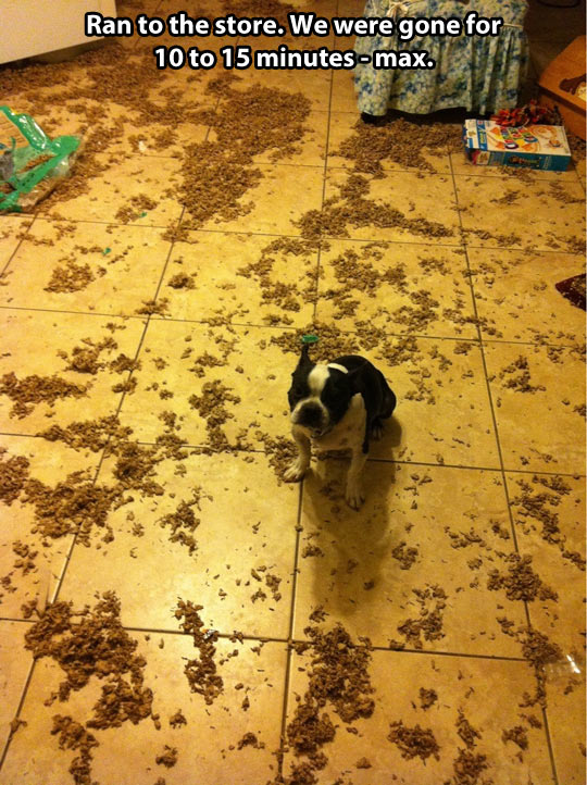 Some dogs just want to watch the world clean up their mess…