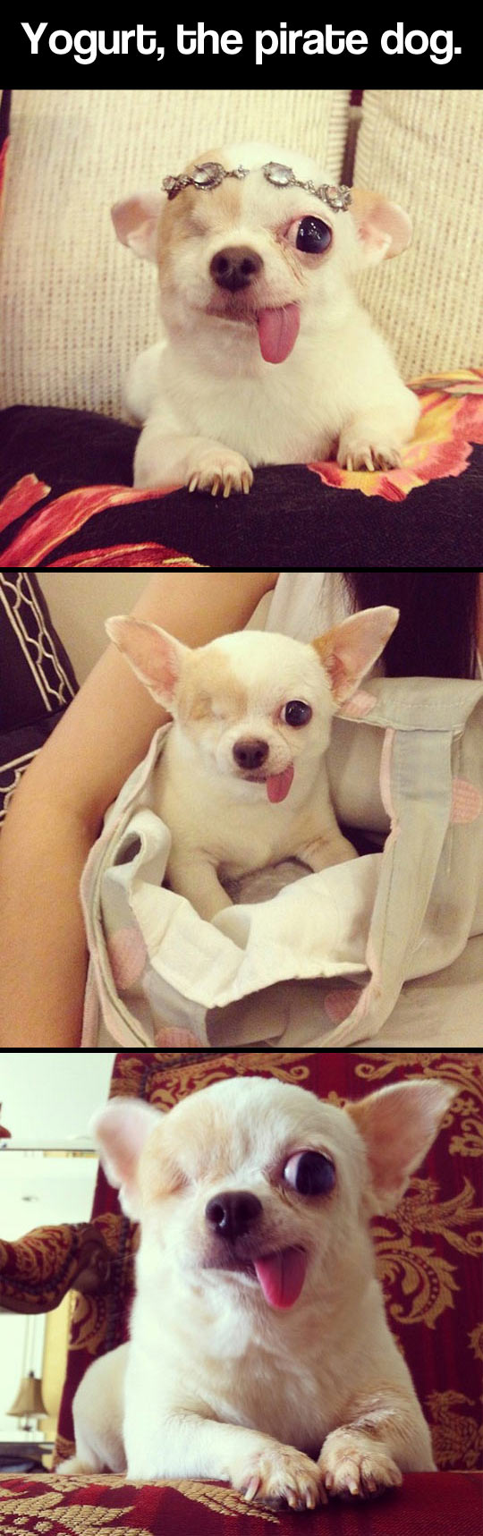 funny-dog-Yogurt-pirate-eyes