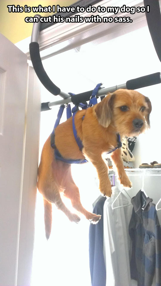 funny-dog-cutting-nails-hanging