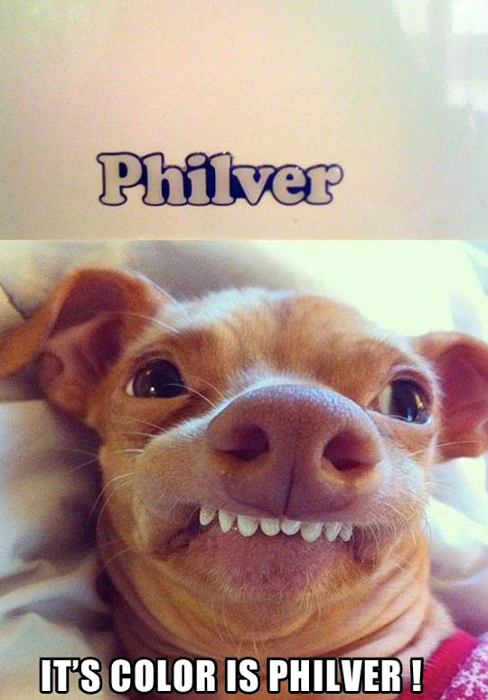 funny-dog-face-Philver-color