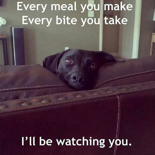 The love song from every dog ever…