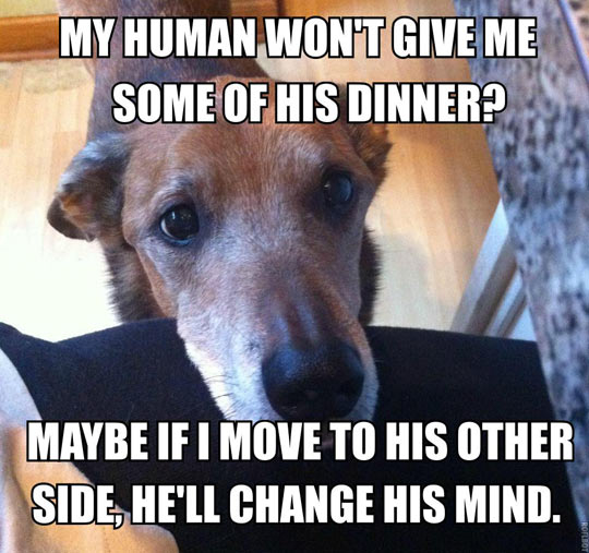 funny-dog-thought-sharing-food-owner