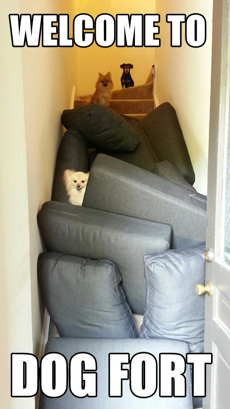 funny-dogs-fort-cushions-stairs