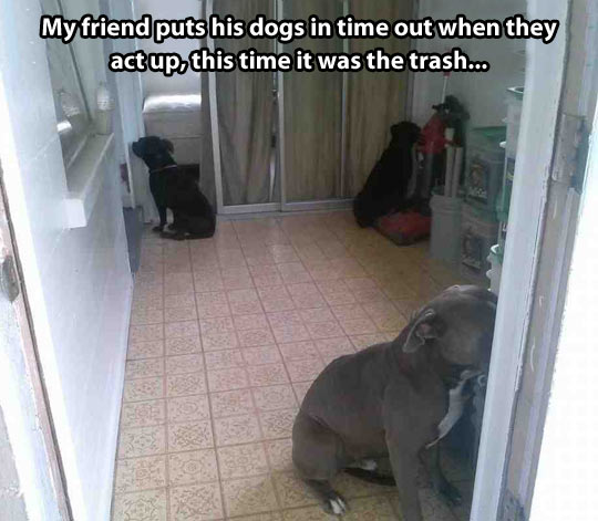 Dog punishment…