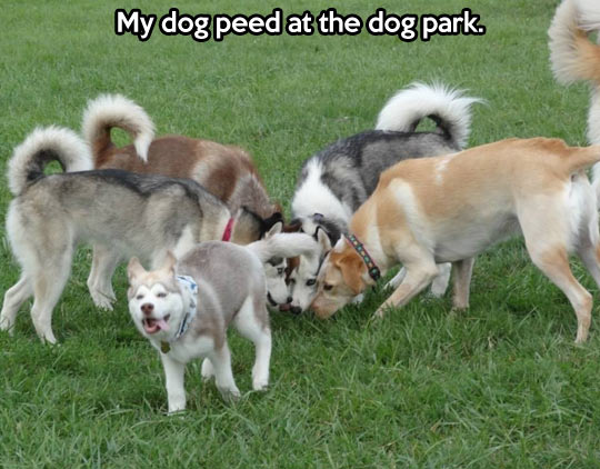 My dog at the dog park…
