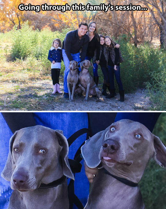 funny-family-pictures-dogs-face