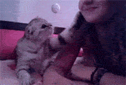 funny-gif-cat-kiss-girl-cute