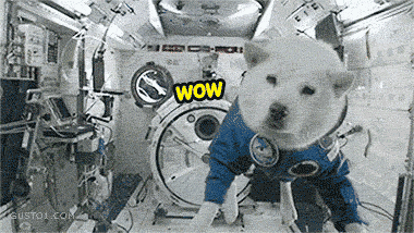 funny-gif-dog-space-gravity