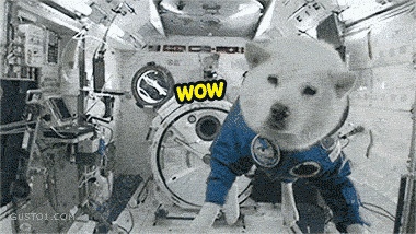 Space dog...