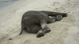 Baby elephant enjoying the beach…
