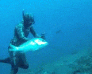 funny-gif-fish-diver-sea