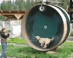 giant hamster wheel for dogs