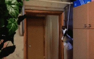 funny-gif-guy-cat-handshake