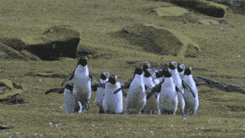 funny-gif-penguins-career