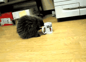 funny-gif-porcupine-drinking-coffee-mug