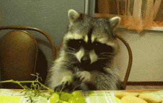 funny-gif-raccoon-eating-grapes