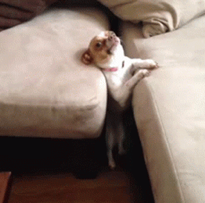 funny-gif-snout-couch-trap
