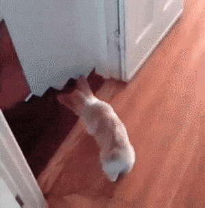 funny-gif-stairs-dog-fall-floor
